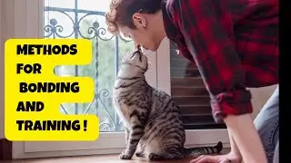 Methods for Bonding with Your Cat and Training It Effectively