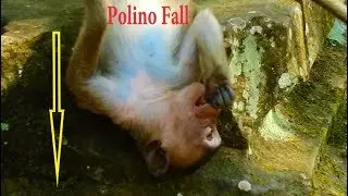 Oh God!!! Big Mistake Popeye | Polino fall into neglect till Fall down | Polino so weak