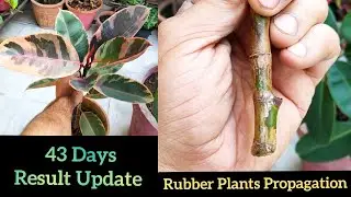 How to grow Rubber plant cuttings with 43 days result update, Rubber plant leaf propagation