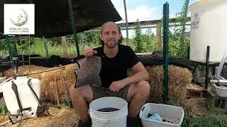 How I Make Biologically Rich Compost Extract, Garden-Scale