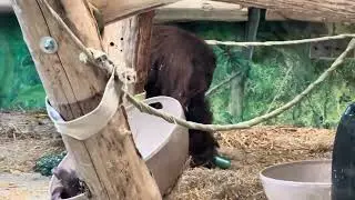 Orangutan toddler Jolene #3