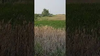 Relaxing Summer afternoon