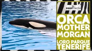 Orca MORGAN im Loro Parque: Entspannte Mutter für TENO | zoos.media