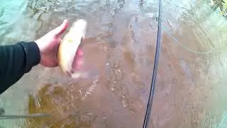 Conewago Creek 4 24 20