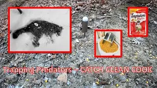 Trapping Predators on the Farm - CATCH CLEAN COOK