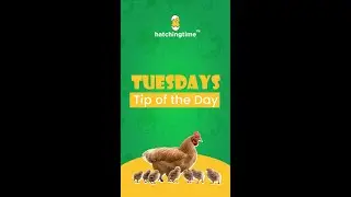 Tip of the day - for cabinet egg incubators