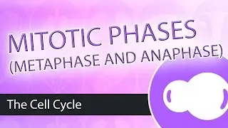 Steps of Mitosis- Metaphase and Anaphase