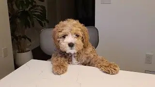 Puppy To Adult &ndash; I Took A Photo Every Week