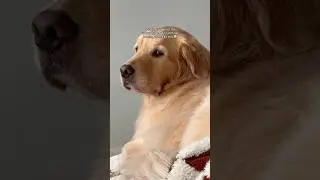 When your other dog gets jealous 😂 #dogs #dogshorts #goldenretriever #puppy #pets #funnyshorts