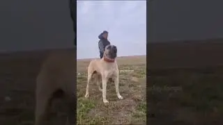 Anatolian lion  kangal, listen to this amazing voice. 😱🔊 Pets Titan