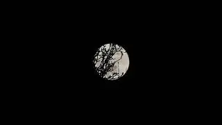 EtnoAmbient Nocne Improwizacje - Wędrował młodzieniec