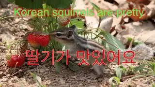 Strawberry-eating squirrel   딸기먹는 다람쥐