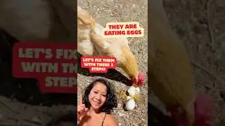 Why Your Chickens Are Eating Eggs (and How to Stop It in 3 Steps! #EggEating #Chicken #Homesteading