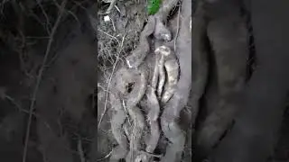 BanTarul ( wild yam ) from Hiringtar, Surumkhim, Taplejung, Maghe Sankranti special.