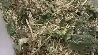 Respiratory Support Forage: Breathe Easy with Guinea Gourmet Treats 🌿🐾