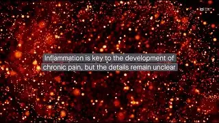 Neutrophil extracellular traps: implications in the development of chronic pain