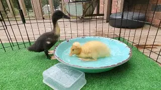 First time duck owner
