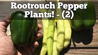 Growing Pepper Plants in a Rootpouch 2 - (Calcium Issue Fix)