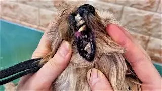 Removal of Tartar in Dogs #12