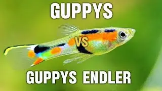 Guppys vs Guppys Endler