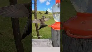 What is the LARGEST HUMMINGBIRD in the world? Giant Hummingbird2
