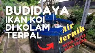 Cara Budidaya Ikan Koi di kolam terpal. Pemula wajib tonton 😎