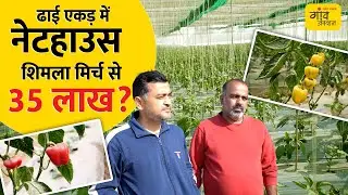 IT नौकरी छोड़ खेती में एंट्री: नेट हाउस में रंगीन शिमला मिर्च, जानें निवेश और मुनाफे का गणित
