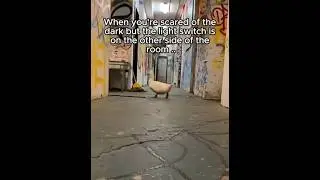 🪿🪿When the light switch shuts off #animals #shorts  #duck #memes #scaredofthedark