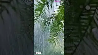 #HEARING#RAIN#HEALING#NATIONAL#RELAX#SONG#NATURE#ASMR#HOPE#MUSIC#AI#LIVE#GOD#SOUND#1H.ASMR#JAZZ#CAFE
