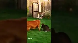 Cat & Dog vs. Ferocious Jaguar! 🐶😼✨ Can their 'Friendship Spell' save them? Unbelievable ending! #ai