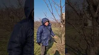 Обрезка абрикос, часть 1. Питомник Барабой