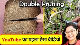 🔴दोनों प्रूनिंग - HARD और ROOT PRUNING एक साथ कैसे करें/ STRONG PLANTS#pruning #gardening