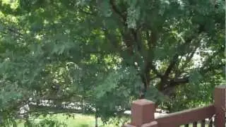 Flip Cam Test MinoHD 720p Camcorder (1st Gen.)