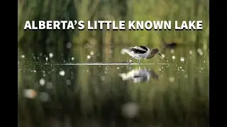 This Alberta Wetland Is a Hidden Gem for Wildlife Photographers