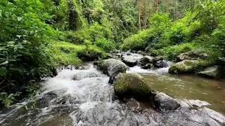 Let the river quiet your thoughts in a misty valley forest to guide you gently into peaceful sleep