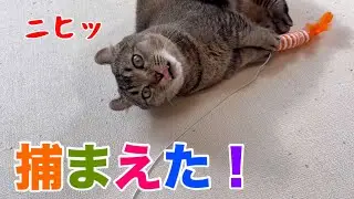 猫は「1回捕獲」したら急に冷める？百均おもちゃで検証した結果が意外すぎた