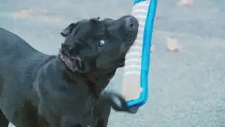 Stolen puppy 'Pepper' given back to owner