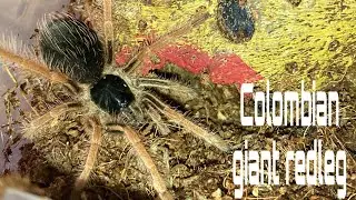 Rehousing A Megaphobema Robustum Tarantula #Tarantula #Spider