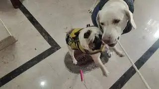 Lucy kitty Playing video pug dog labrador dog 🐶🐶 cute 🥰🥰🥰🥰 video 