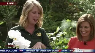 Planting a tropical garden with Pike Nurseries