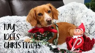 IVY does XMAS | Playing, Bathing & Presents!