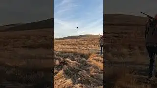 First bird seems the hardest to hit! #pheasanthunting #hunting #hunters #birdhunting #uplandhunting