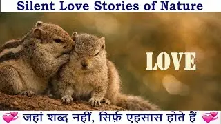 Silent Love Stories of Nature | Animal & Birds Courtship Behaviors 🐦🐿️ Squirrel, Dragonfly, Parrot |