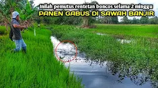 MANCING DI SPOT SAWAH BANJIR YANG JARANG ORANG TAU || PANEN IKAN GABUS DI SPOT SAWAH