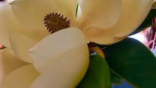 Como plantar una  Magnolia