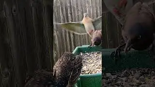 #dove causes #chaos with #redwing and #grackles #birds #funny #nature #wildlife #wow #texas