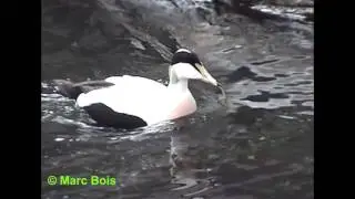 Eider &agrave; duvet/Common Eider
