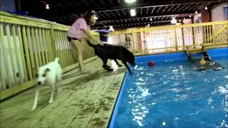 This Brown Lab enters the pool in a rather odd way