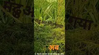 3 Din Ki Barish Ne Khet Tabah Kar Diye 🌧️ | Mandua Gir Gaya, Chandan Ki Pattiyan Jhad Gayi 😱
