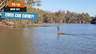 Emu Swimming the Murray River in South Australia